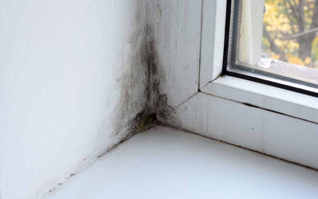 5 Signs of Mold: Do You Have a Mold Problem?