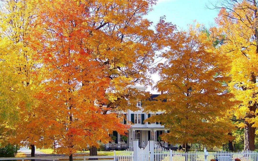8 Tree Maintenance Tips for New Trees
