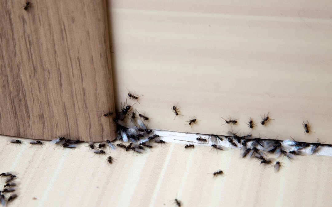 5 Common Home Concerns Every Homeowner Should Know