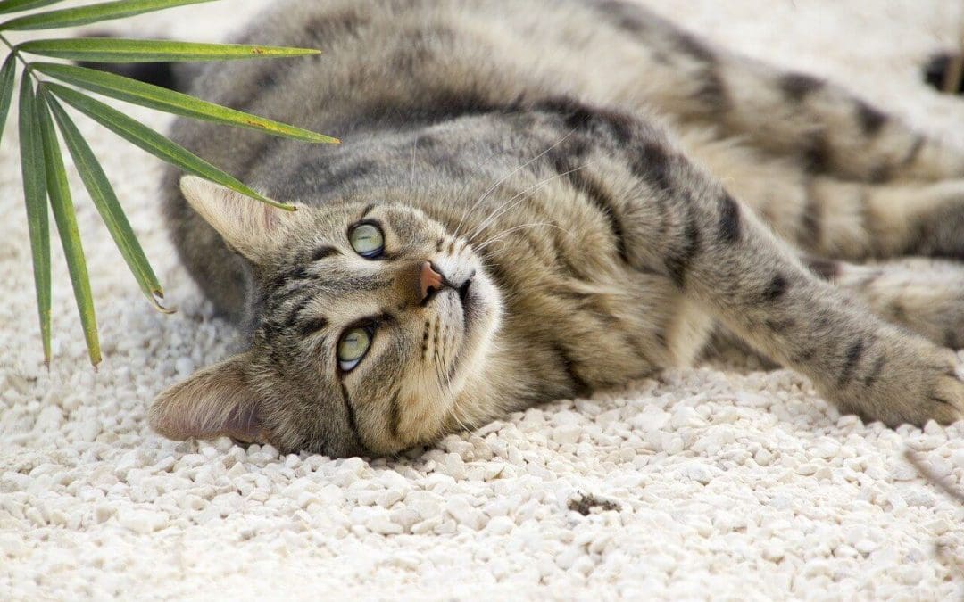 Pet-Friendly Houseplants: A Guide to Non-Toxic Plants