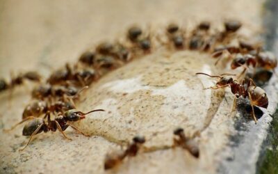 Don’t Let Them Move In: A Homeowner’s Guide to Prevent Pests