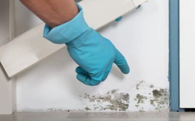 Don’t Guess, Inspect: What Homeowners Need to Know About Mold Inspections