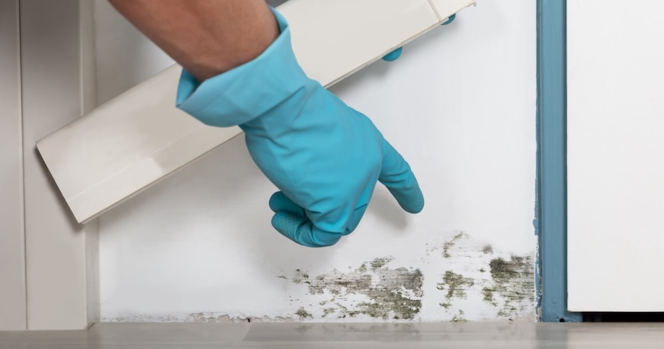 Don’t Guess, Inspect: What Homeowners Need to Know About Mold Inspections